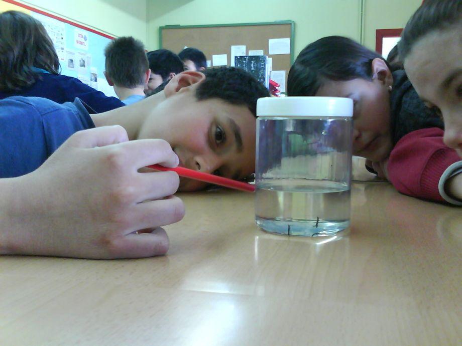 Més de 200 escoles participaran en el Projecte educatiu del mosquit tigre